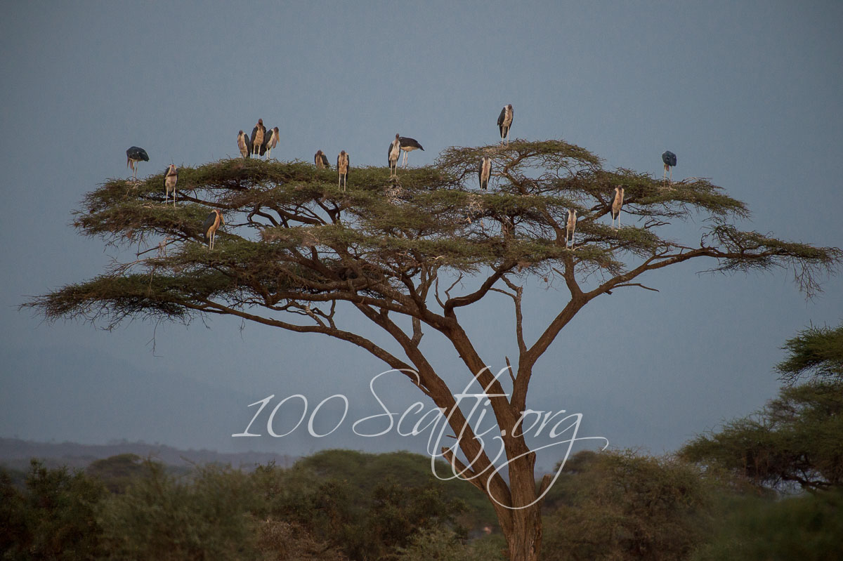 Kenya safari 18.jpg